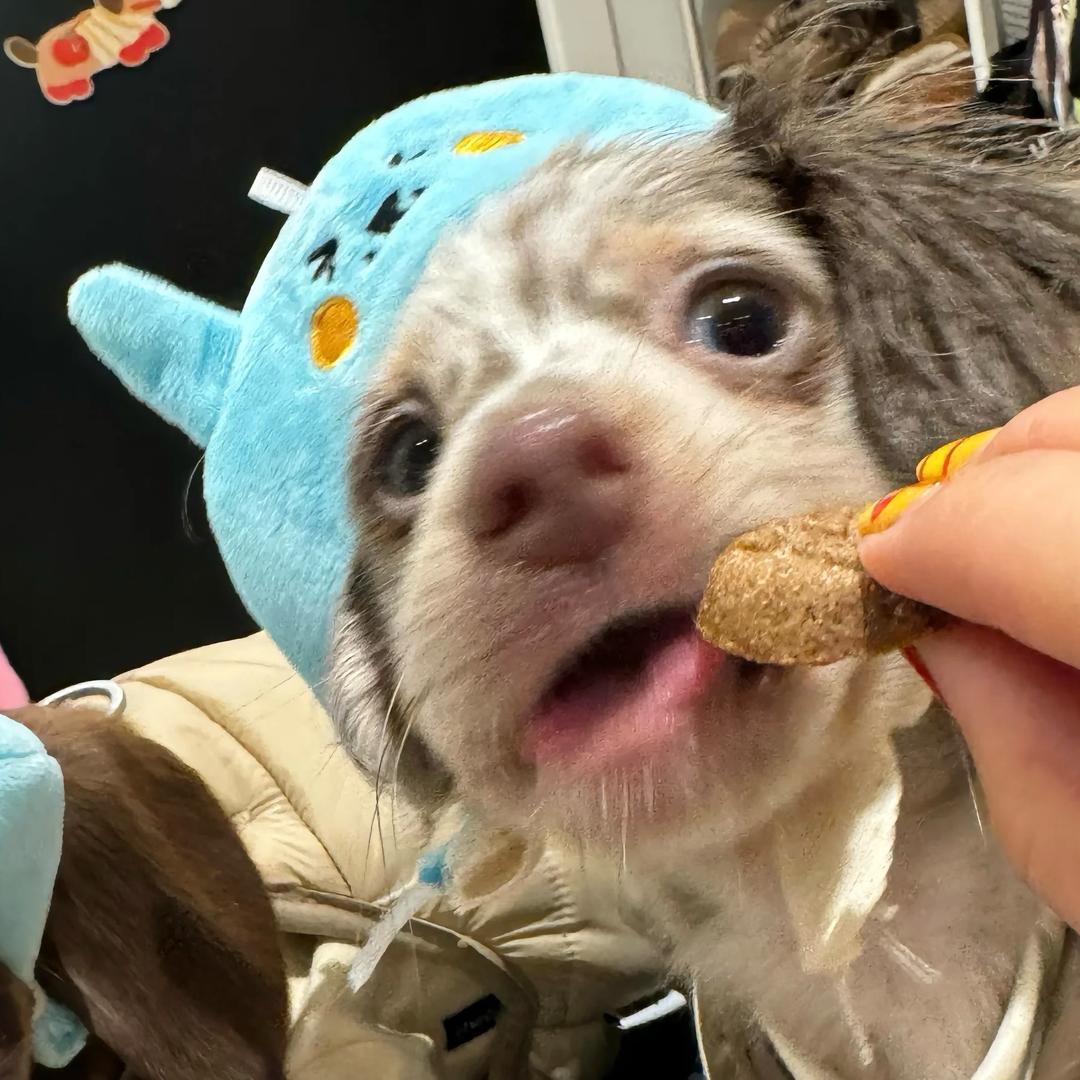 糯米团子