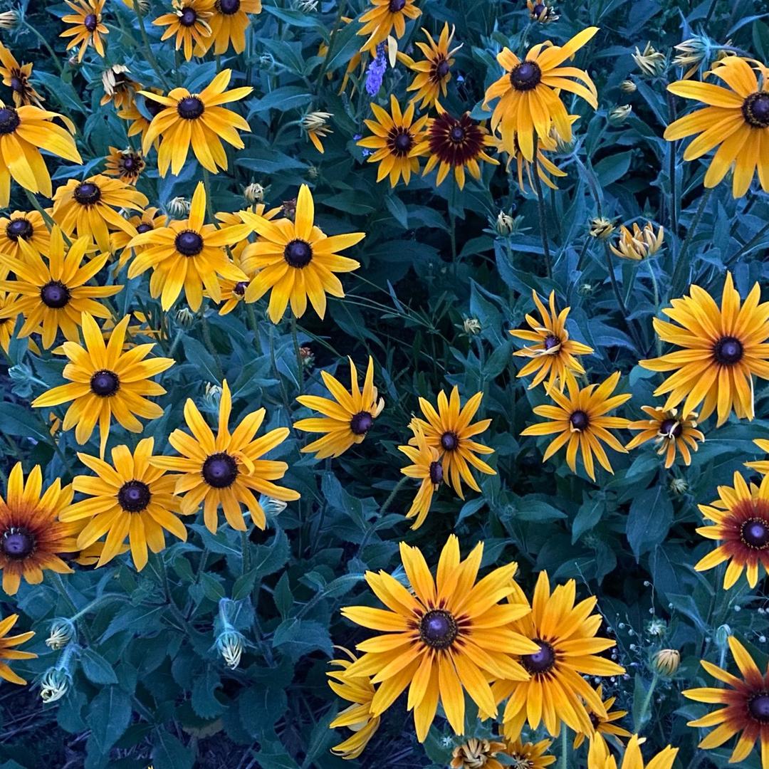 💞༊এ᭄ꦿ꯭ꫛ莫离꧔ꦿএ᭄💕