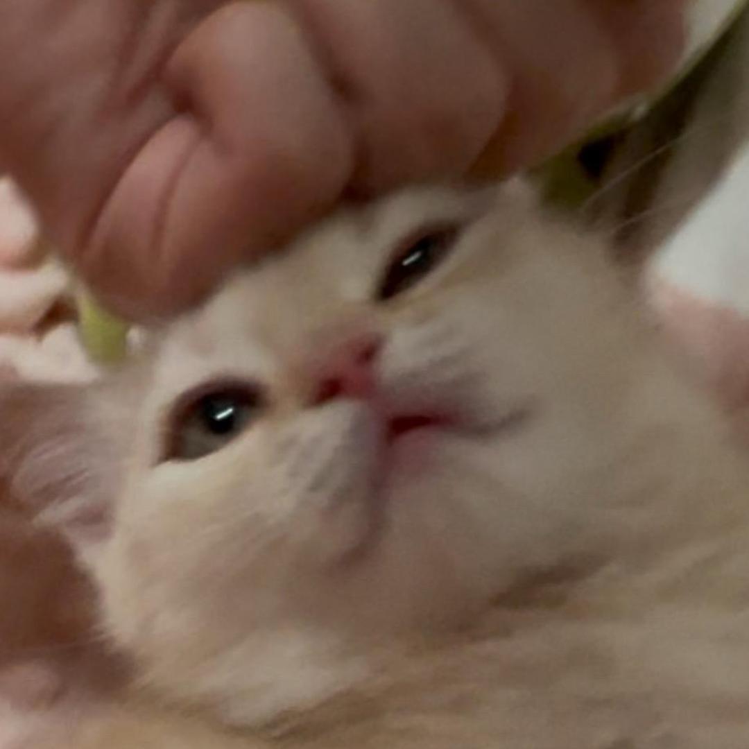 打工养小猫