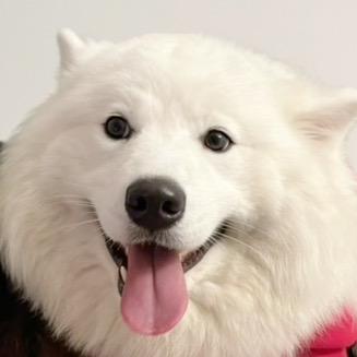 Eleven 是条萨摩耶