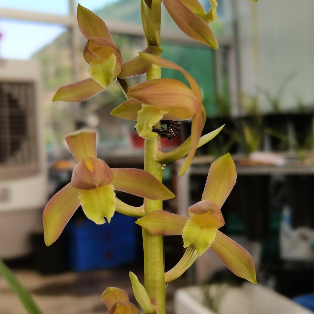 名扬兰花