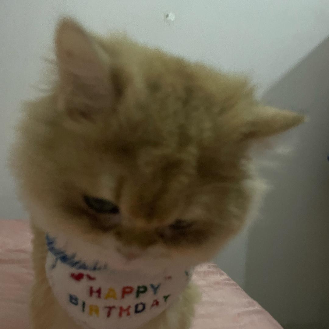 招财是只搞怪喵🐈