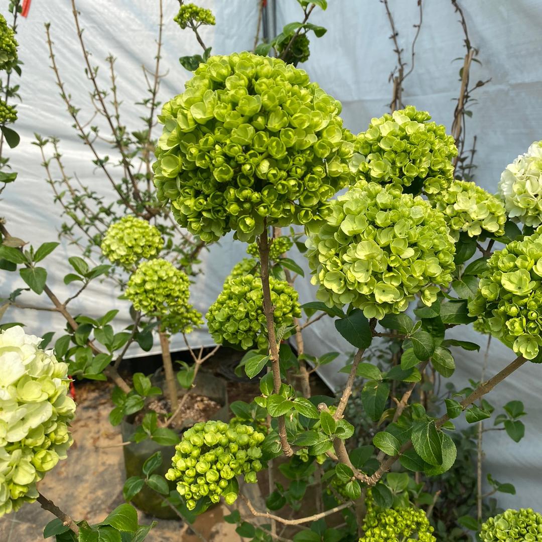 绿森苗木花卉种植基地