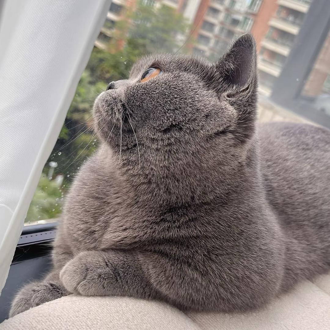 👧🏿福宝是只喵🐈‍⬛