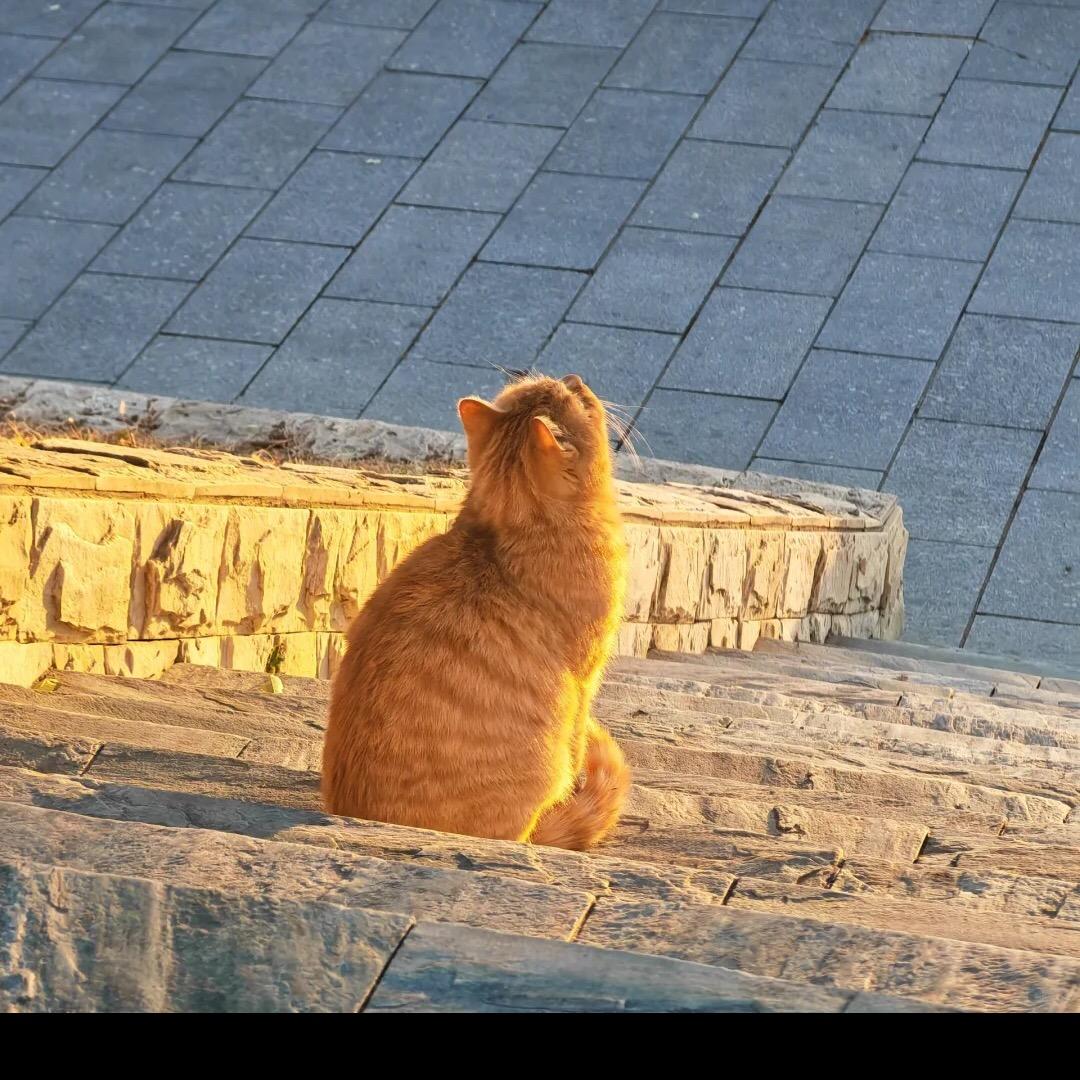 乔乔来耶🉑️斯