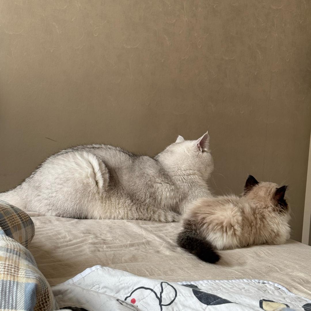 两只猪咪