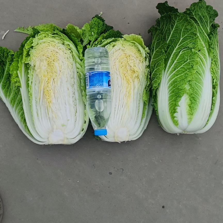 爱种菜的小灰灰🥬