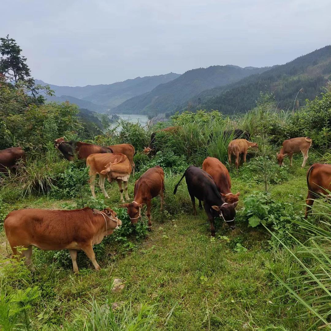 黔匠牛生鲜 贵州土黄牛肉