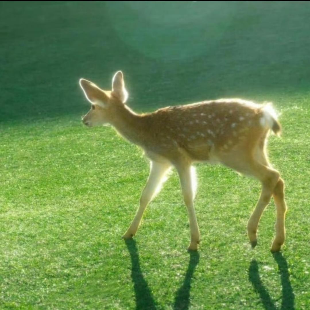 火埚