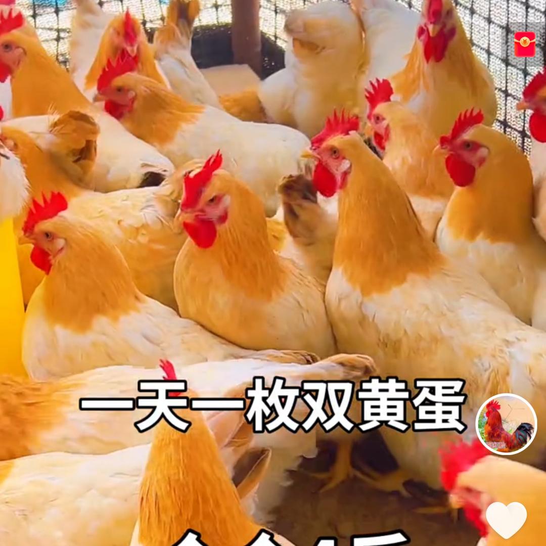 小妹养鸡
