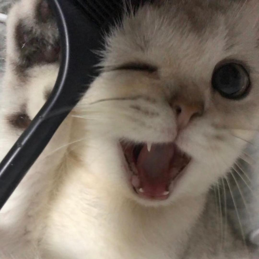 猫爱喝可乐