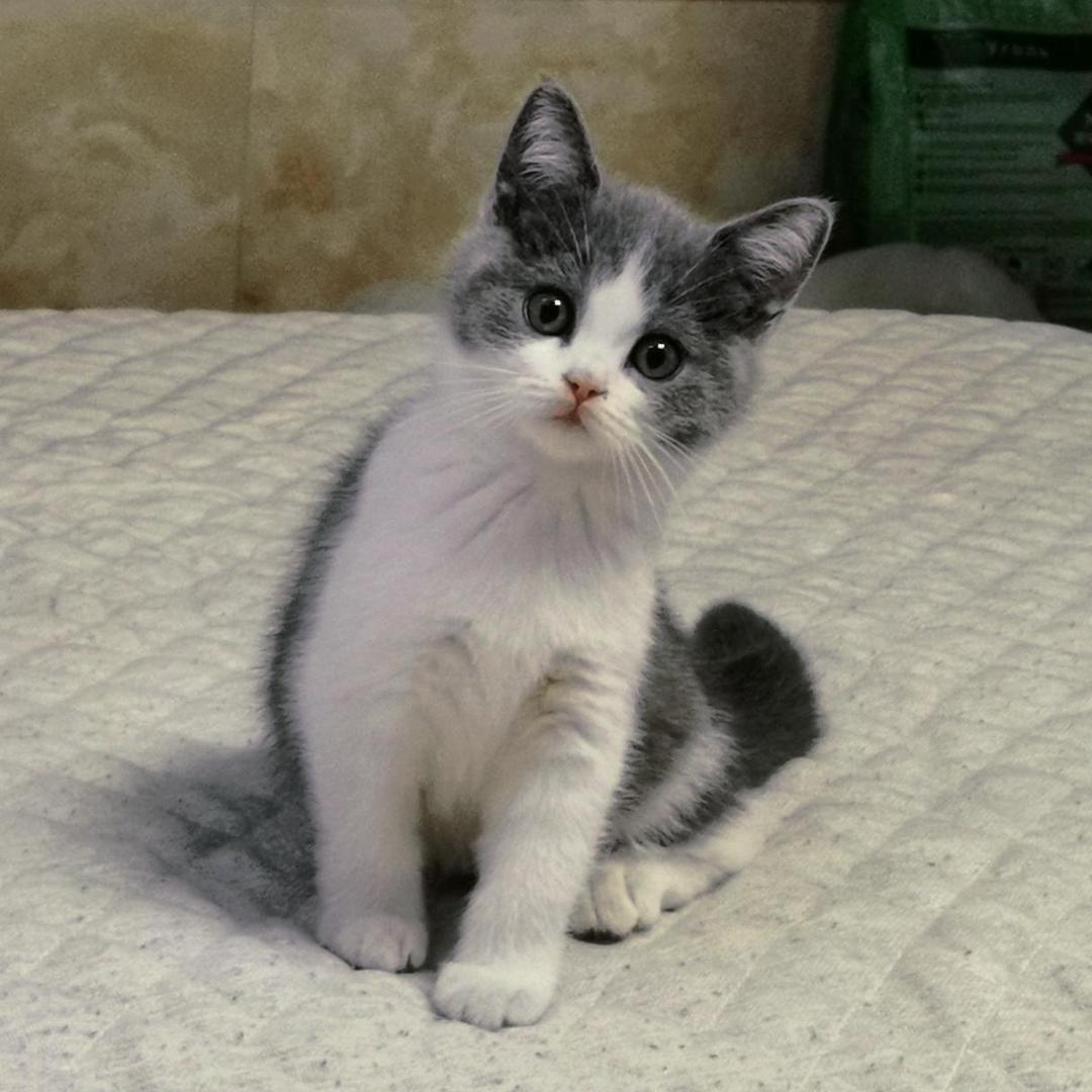 Mccain爱喝排骨汤