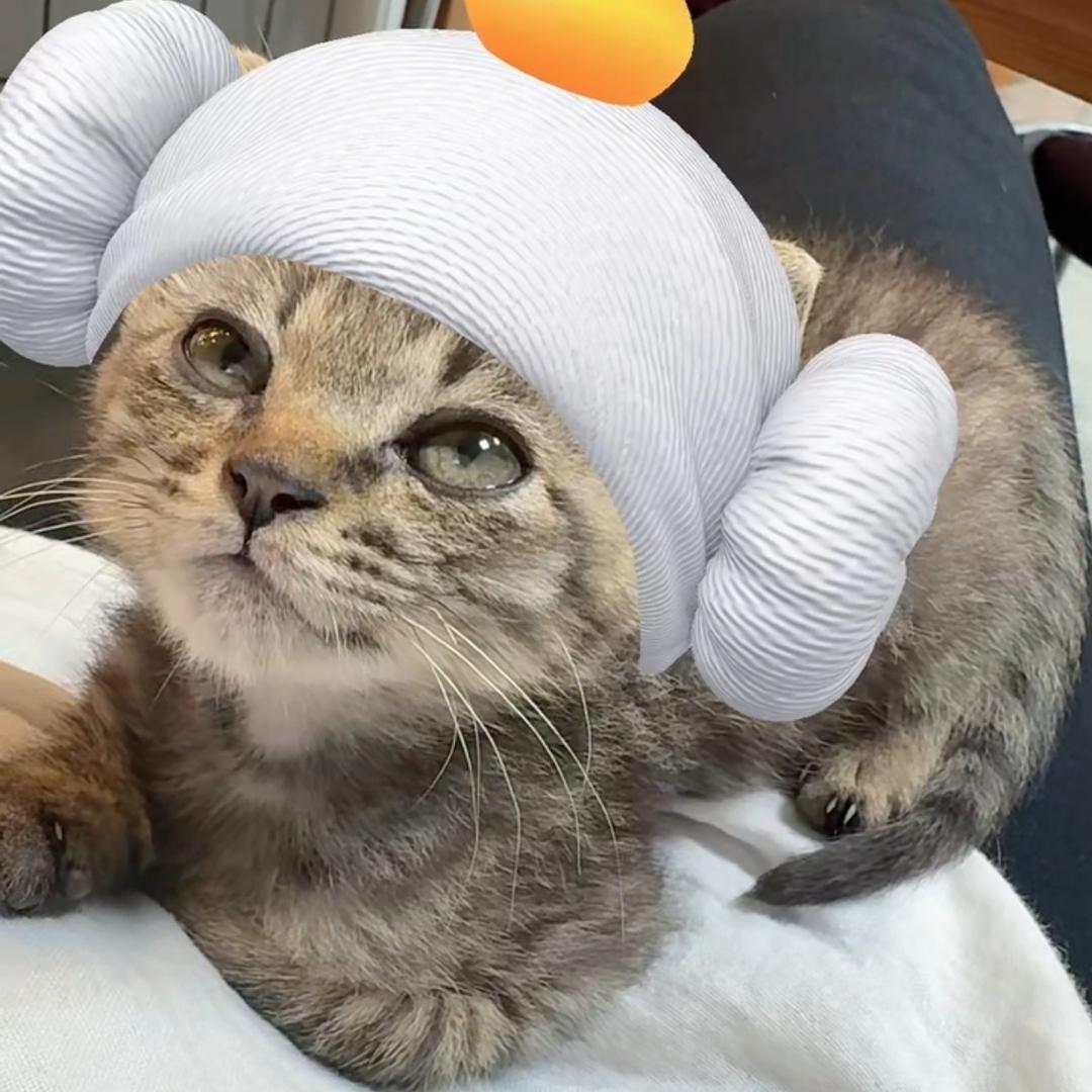 猫小姐苑招财