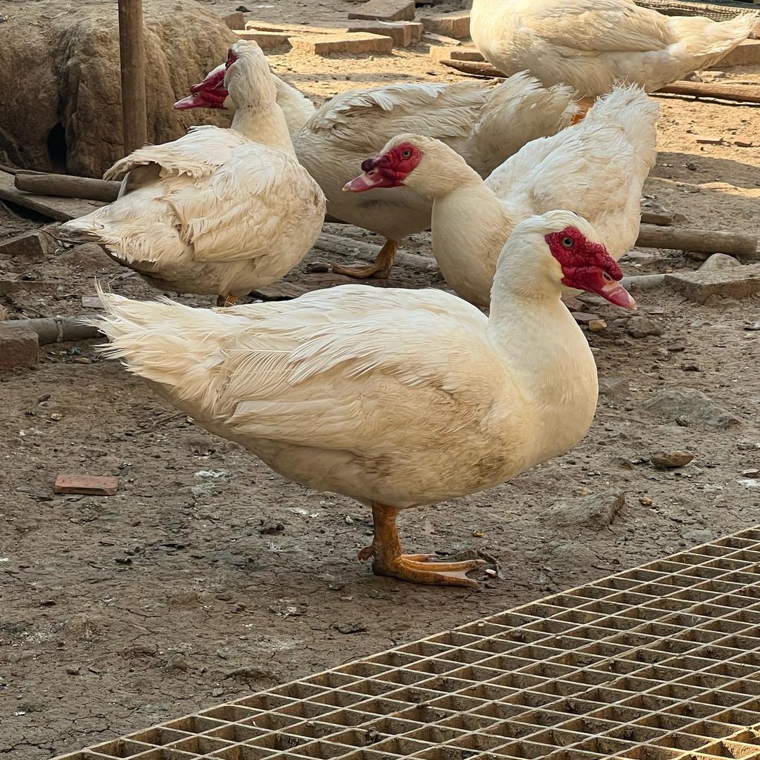 正宗农村土鸡鸭