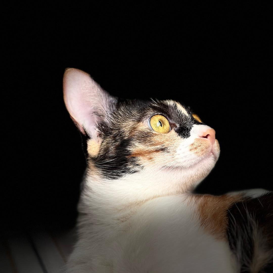 嗯福胖🐾