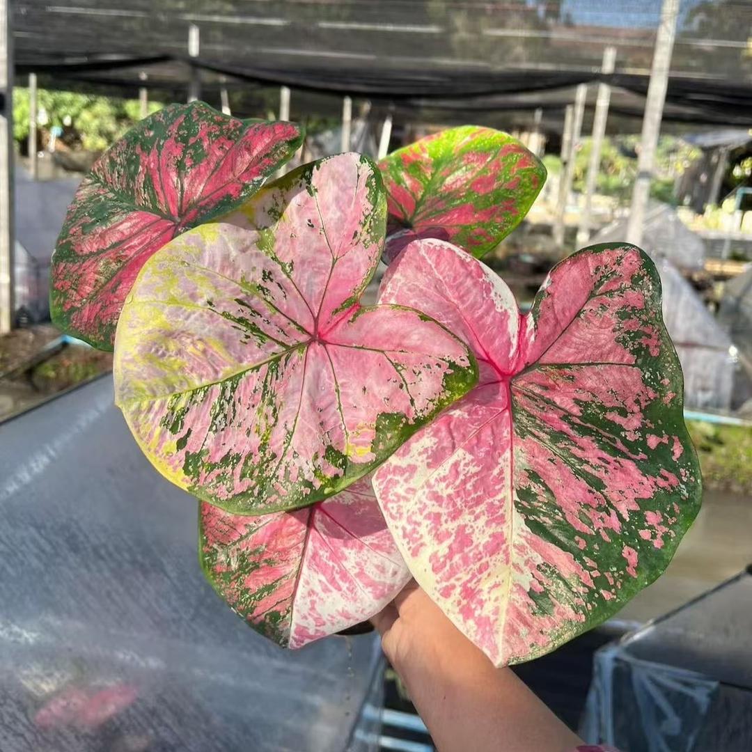 青州市木悦花卉
