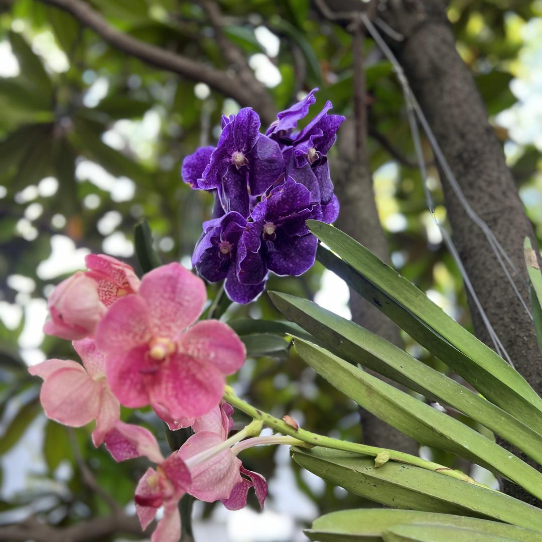 呈南花卉盆栽花