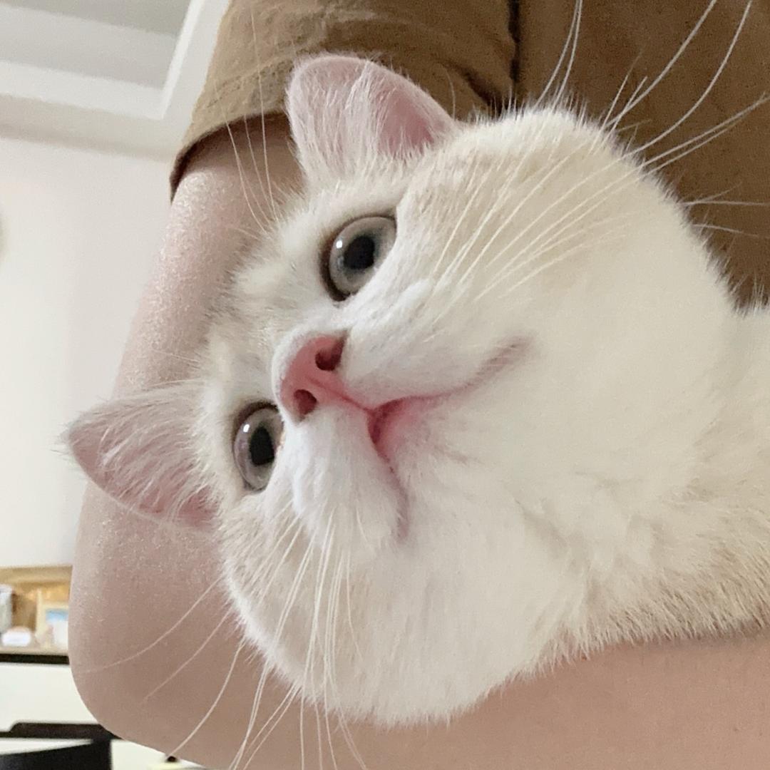 一只肥猫猫🐱
