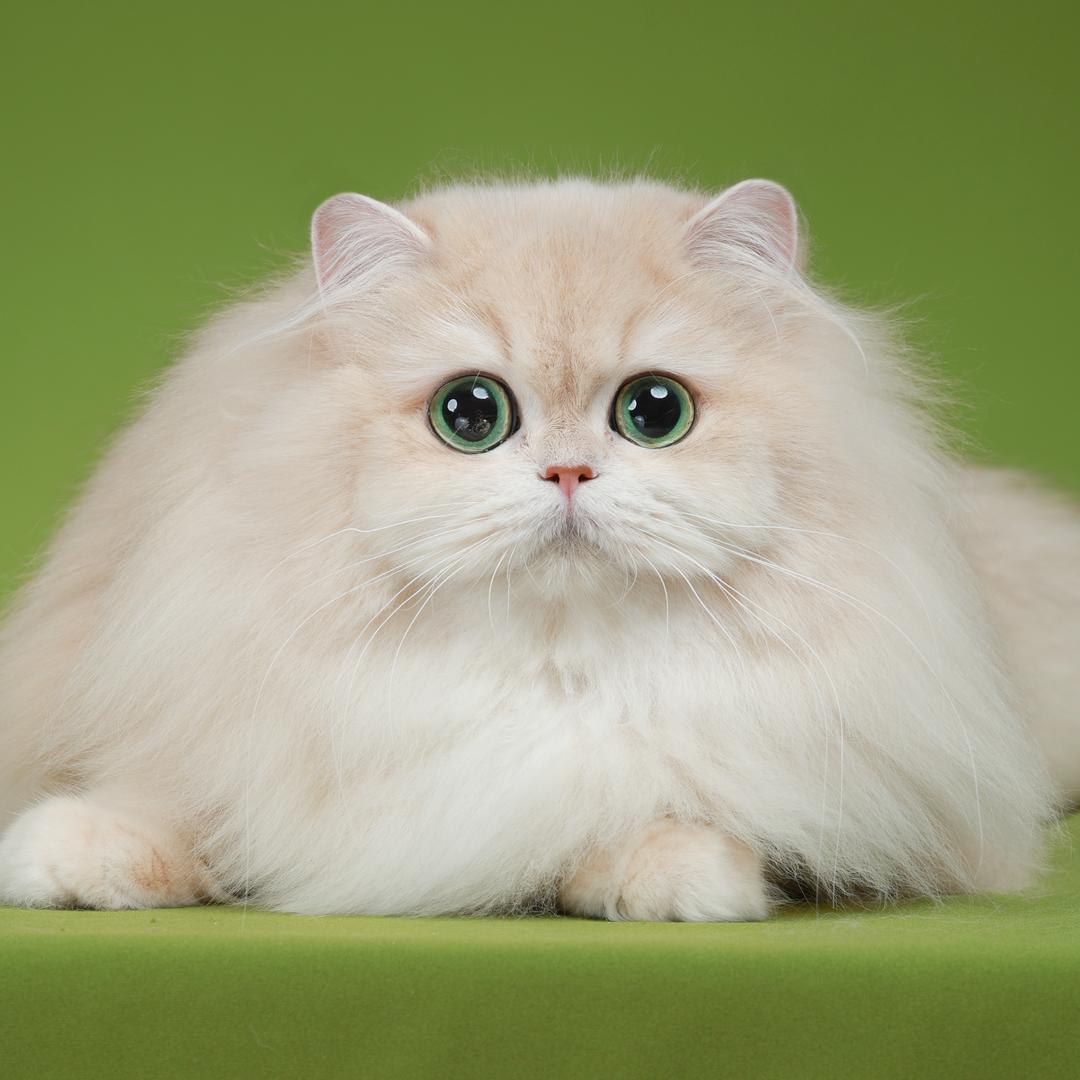 雪儿家的稀有色渐层