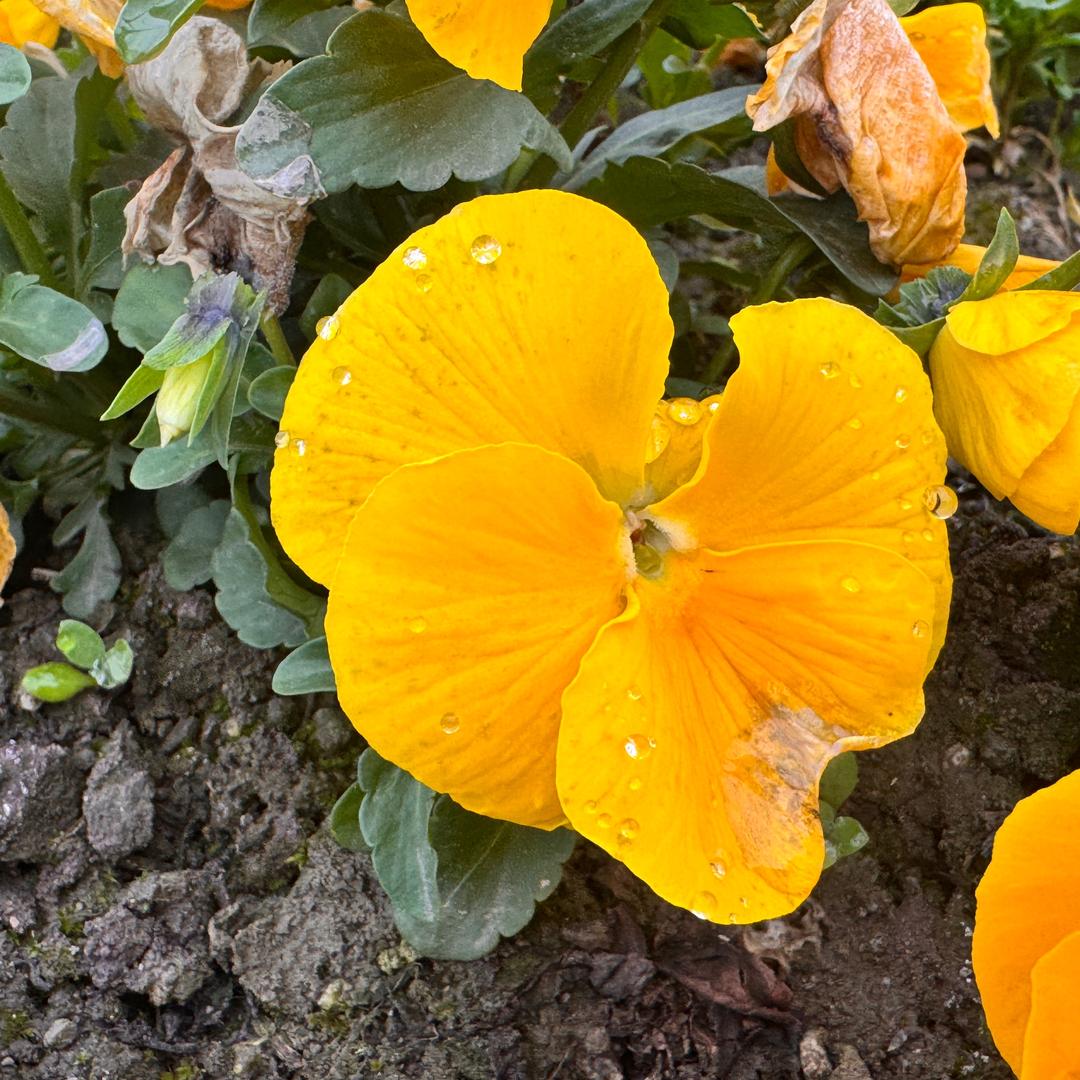 回不去的周家大小姐👩