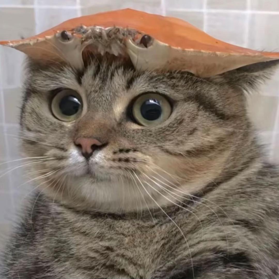 琛琛散货(可批)