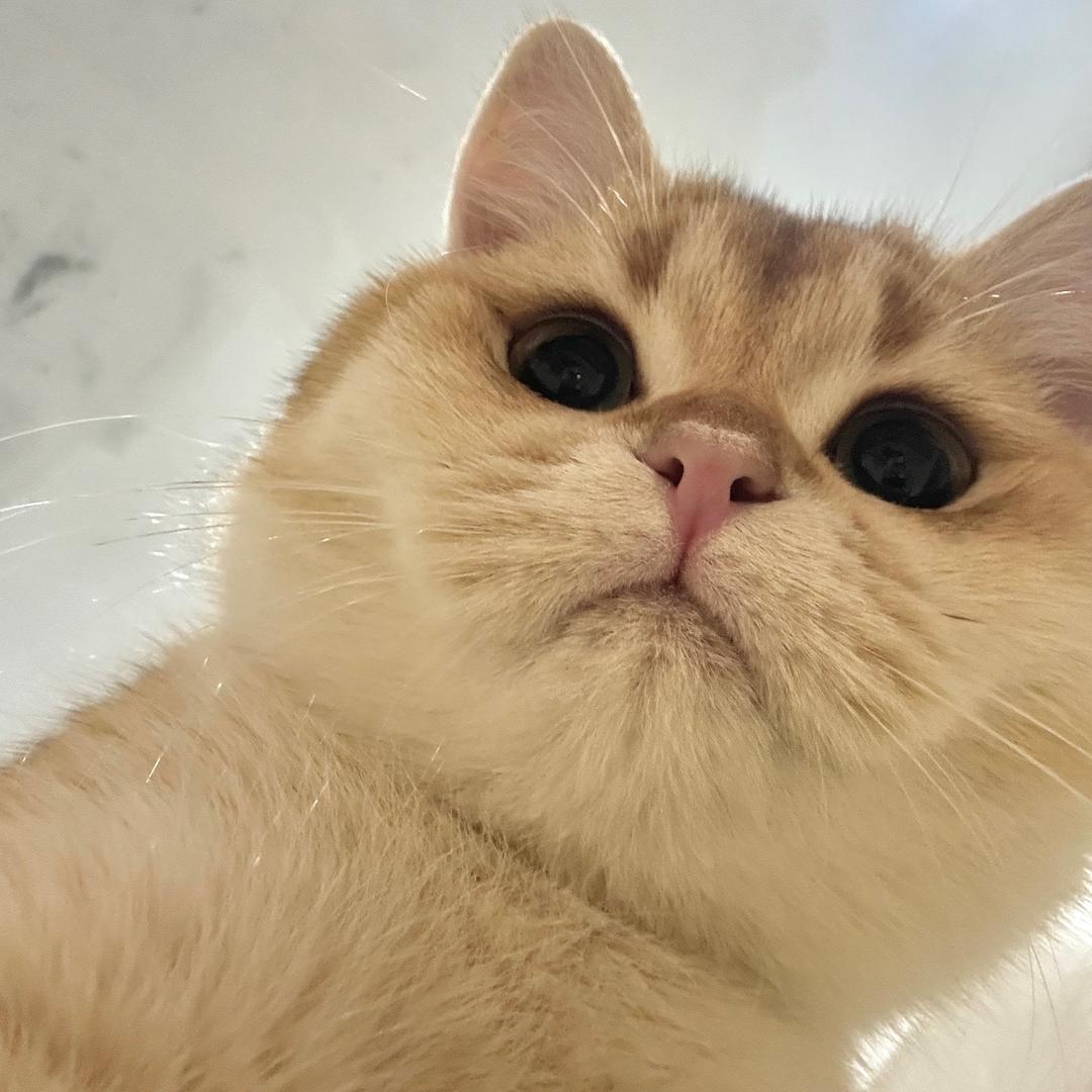 桑启大王
