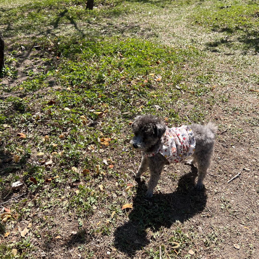 小狗🐶多米