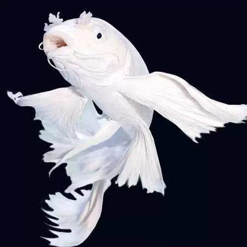 蝴蝶鲤综合百货严选店