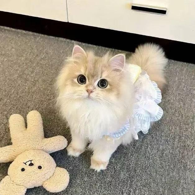 小葵大王