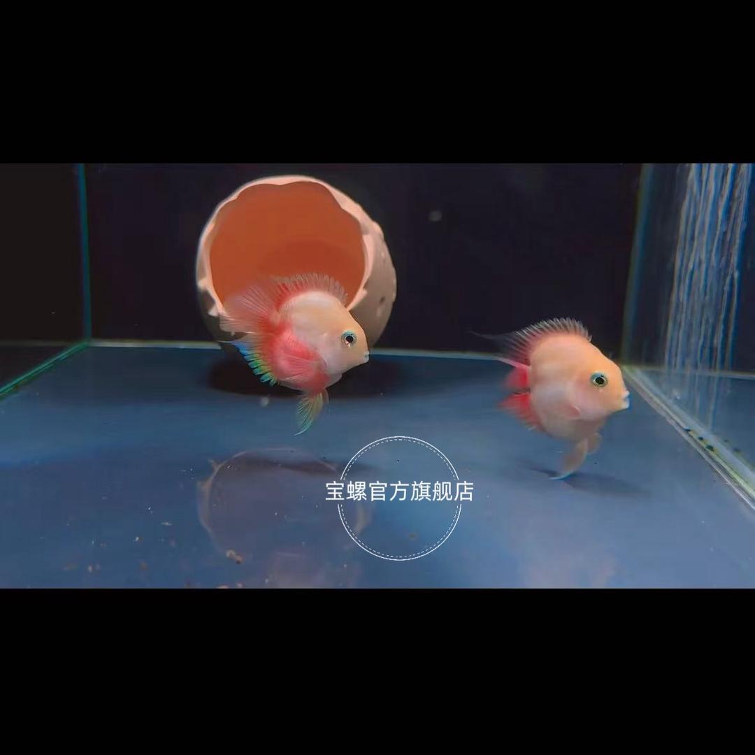 宝螺～精品桃心迷你鹦鹉鱼