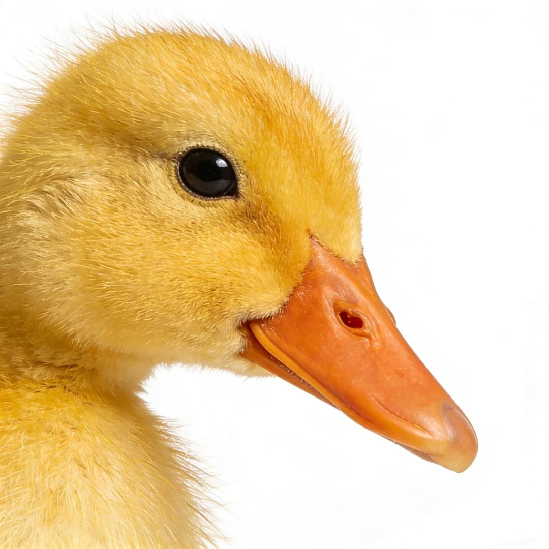 黔湘味鸭霸王（宣化街店）