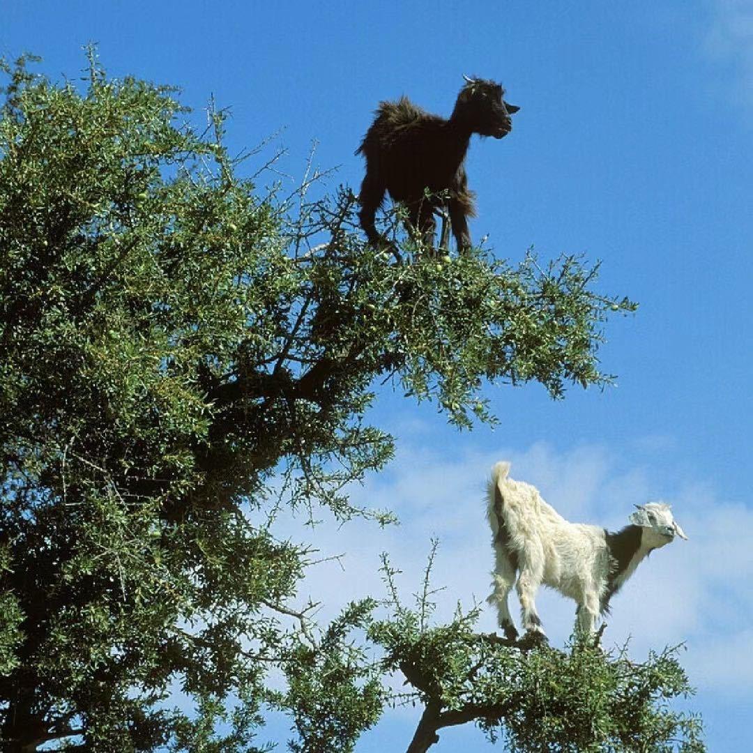 🐑🌲