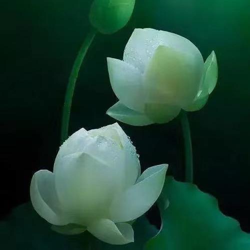 明明朗朗