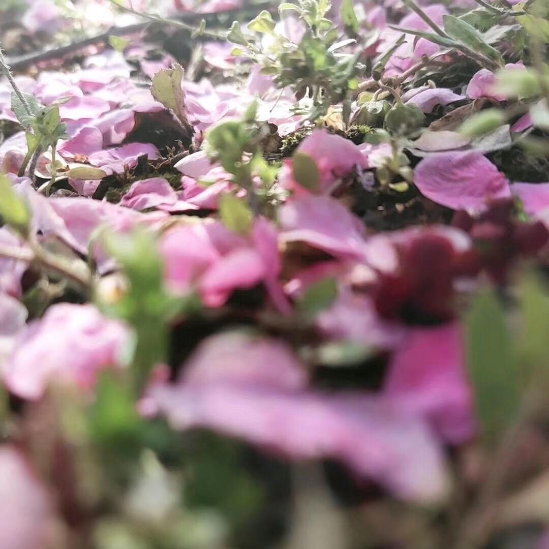 漠然雨悠🌼