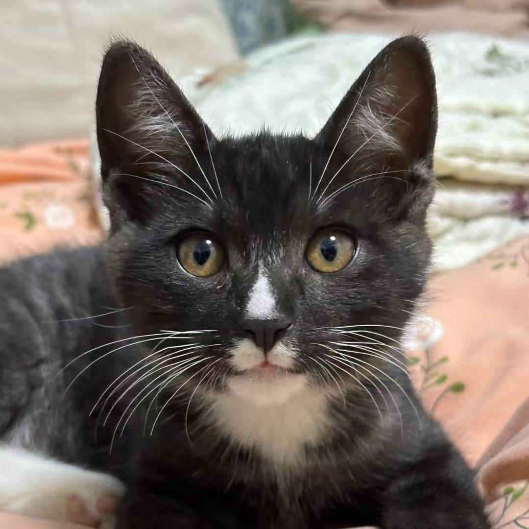 来财是只奶牛猫🐱