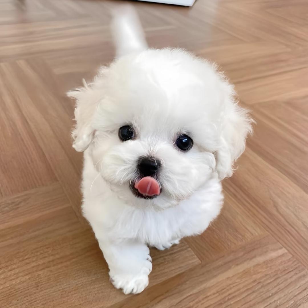 抱抱爱犬直播号