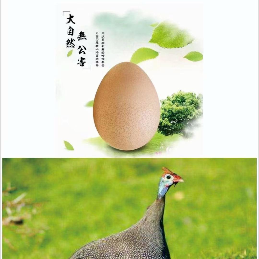 蛋蛋