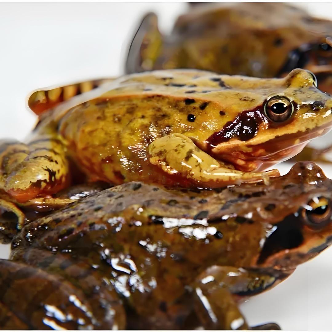 小胖仔林蛙🐸河鱼🐟东北特产