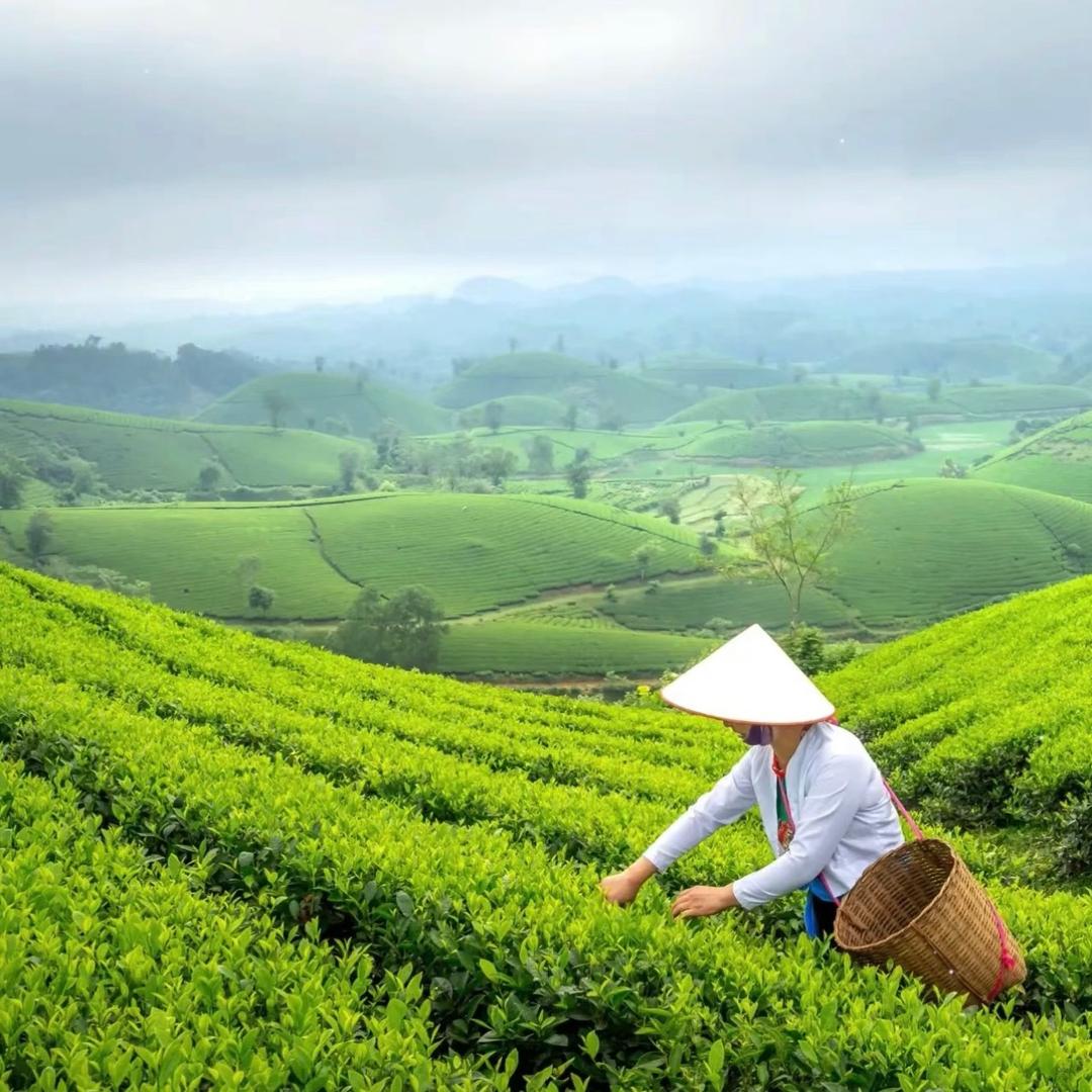 遇见好茶