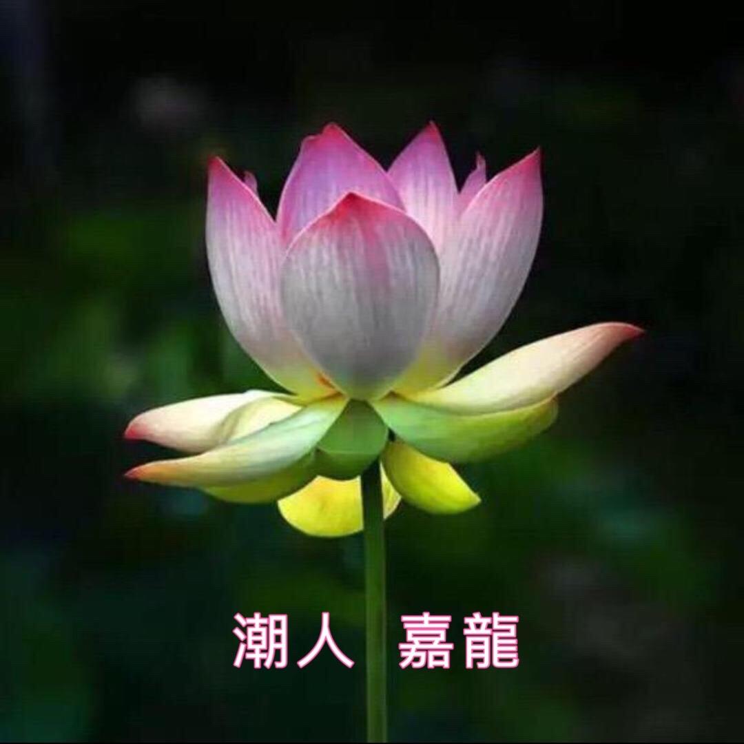 潮人嘉龍 (+0)