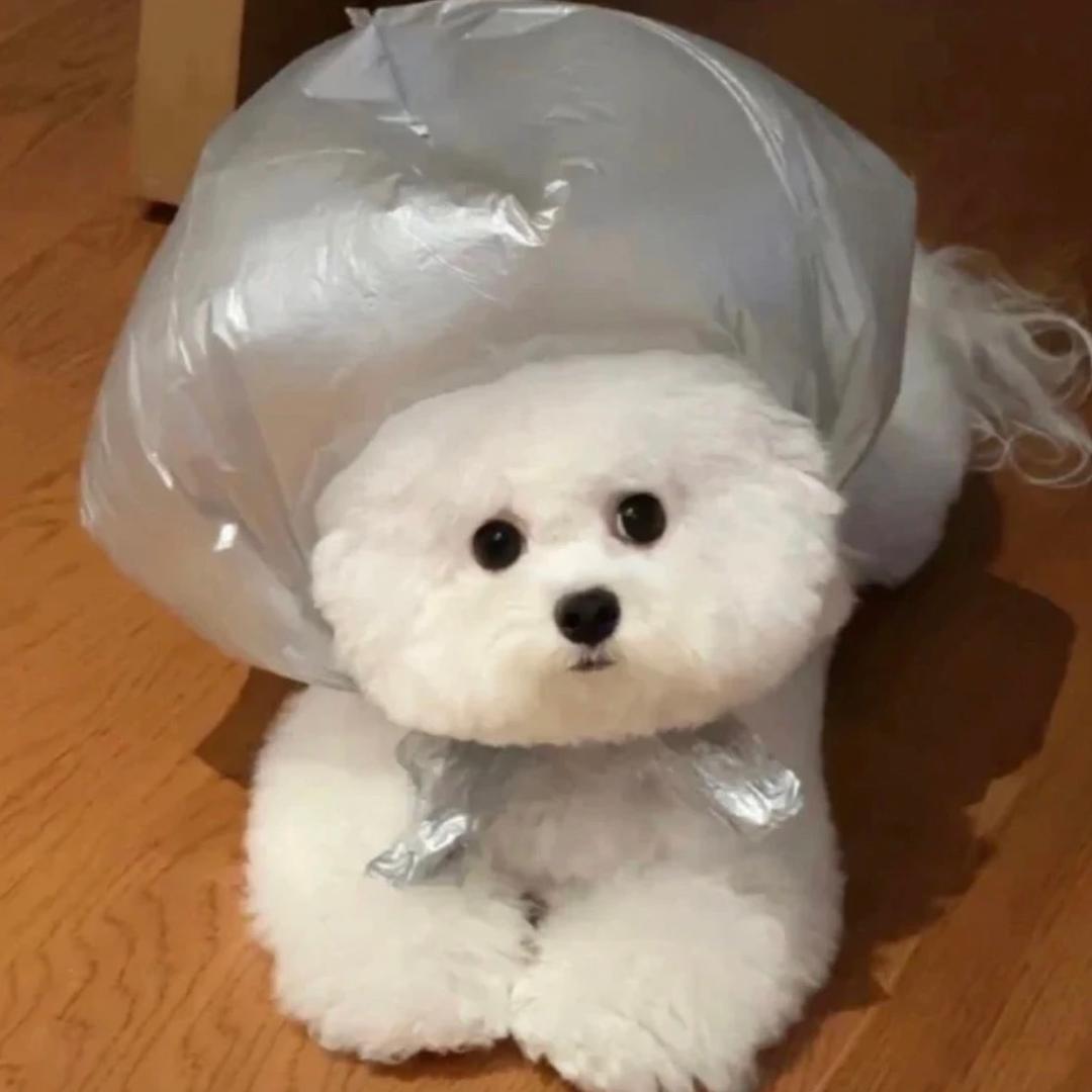 小丸小丸