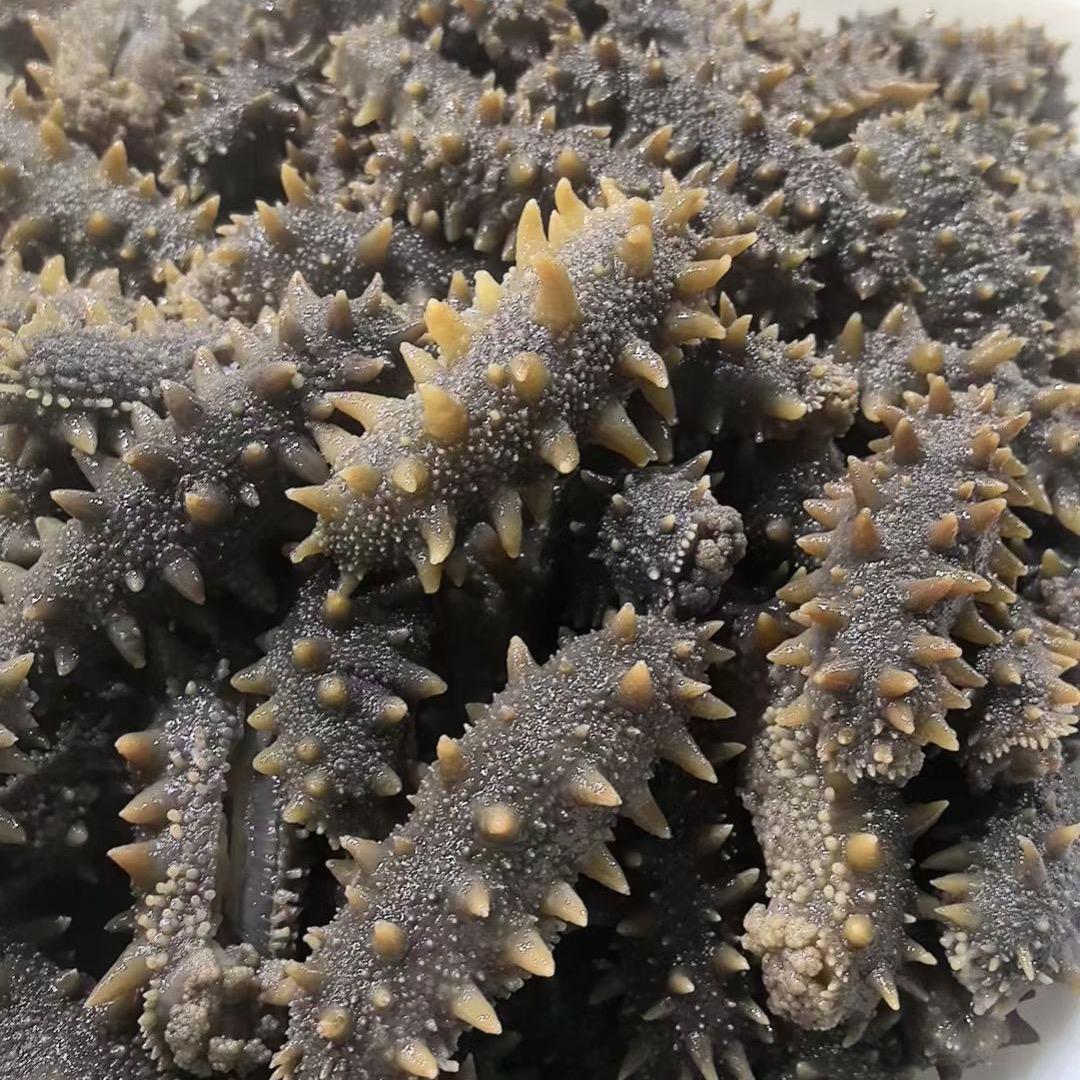 大连海缘达辽刺参