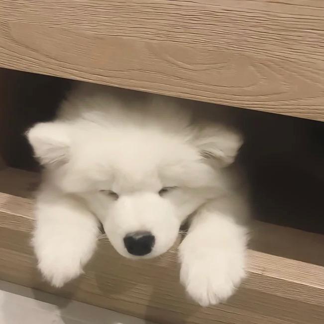 尤物