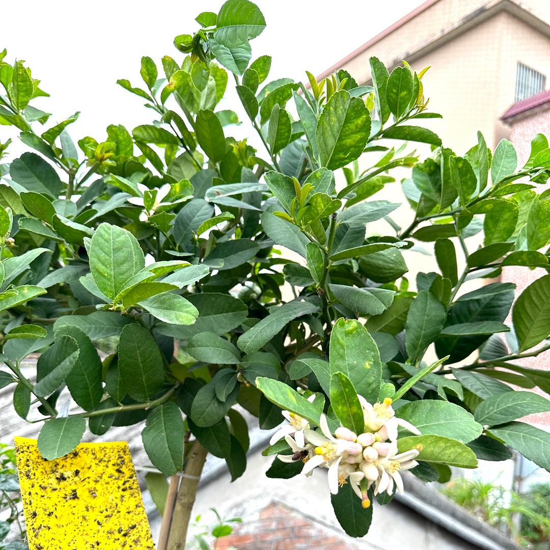 白玫瑰