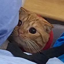 咕噜王
