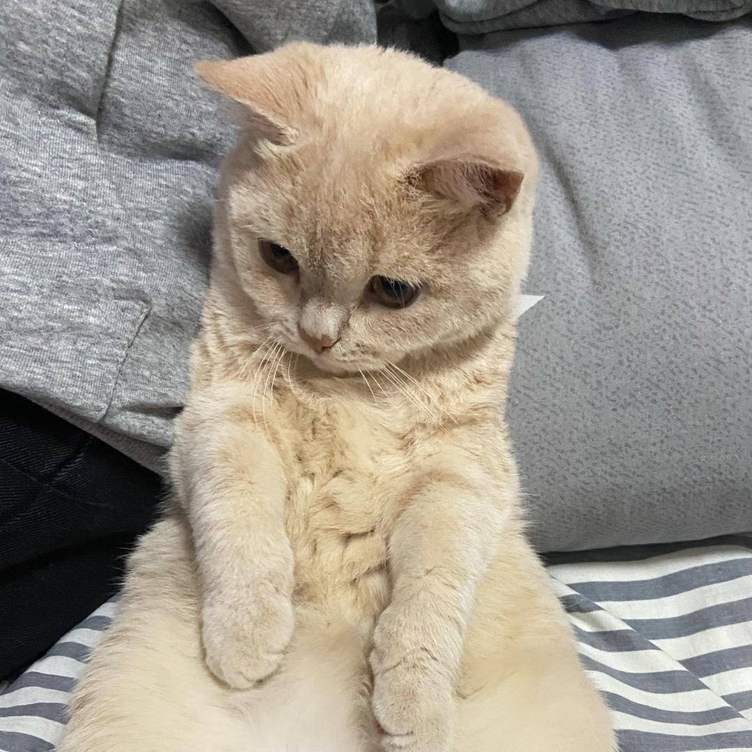 窝窝是只猫