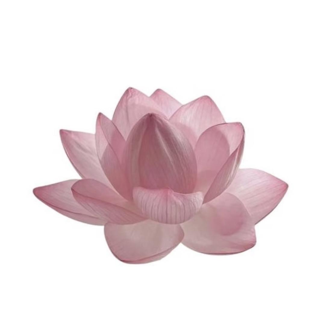 佛山🪷莲思牙🦷