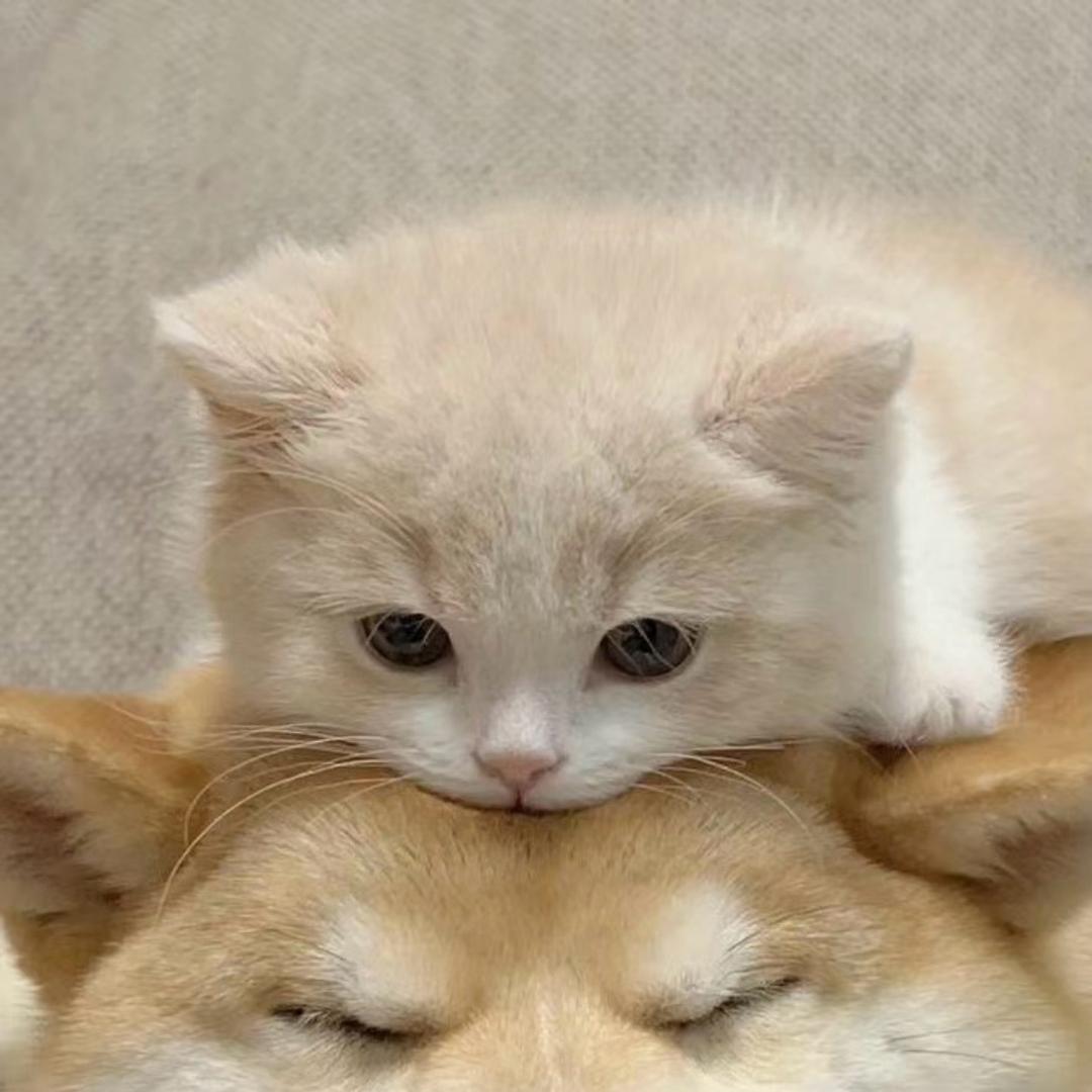 蔡蔡