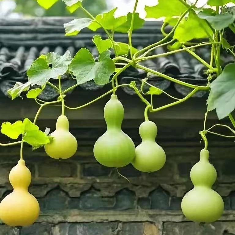 心海
