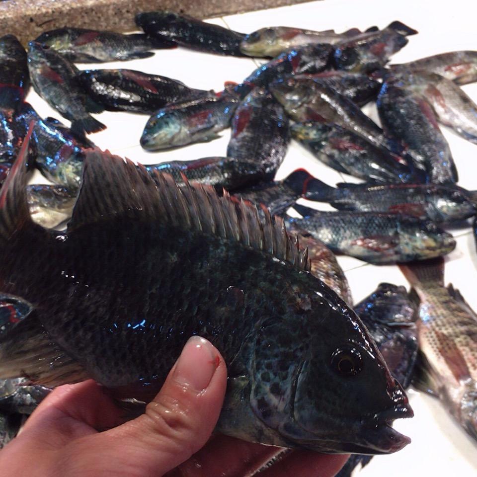 咸水乌南鲫 浩🐟